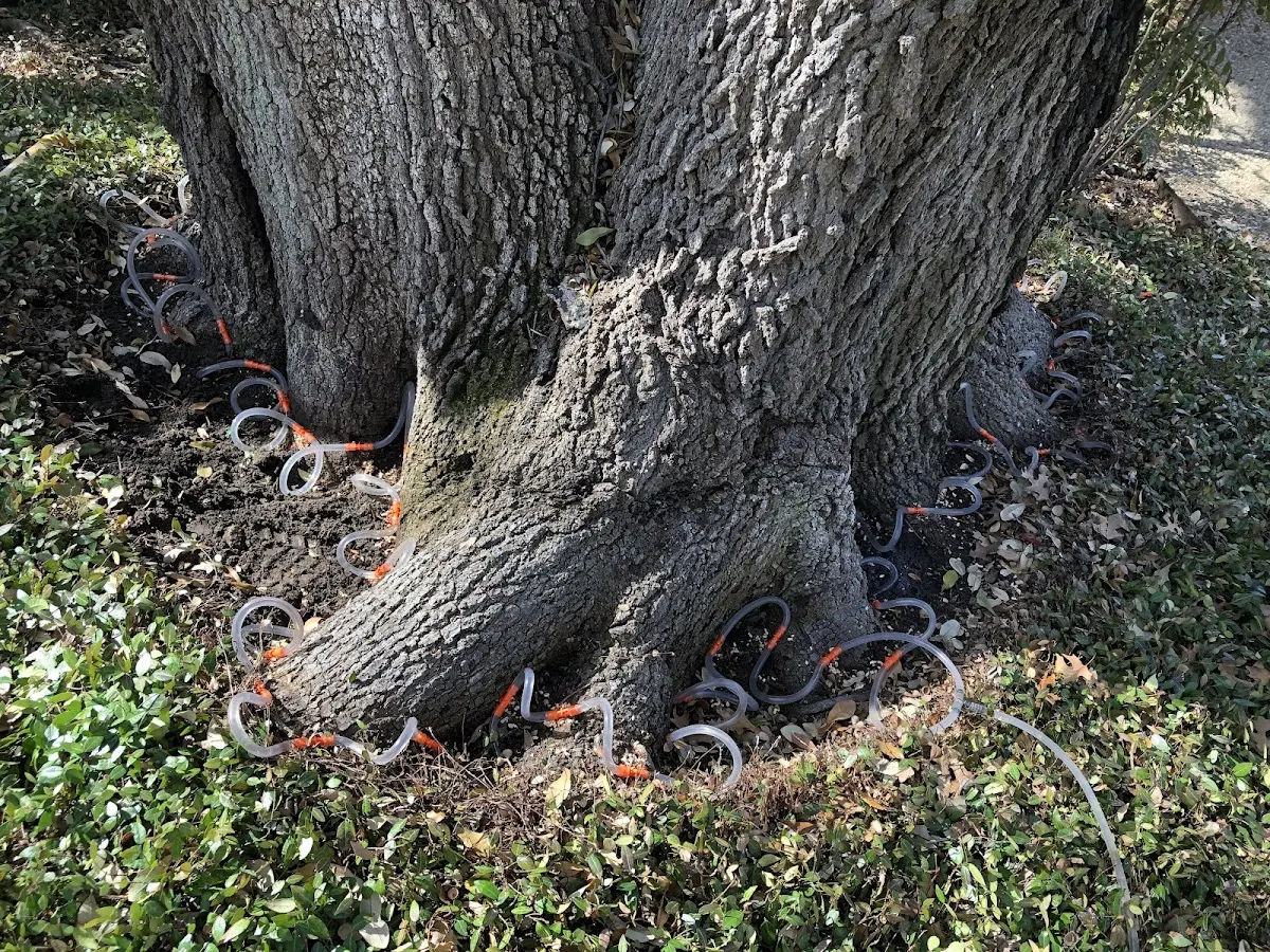 Detailed Tree Cabling and Bracing job site in Mc Coll