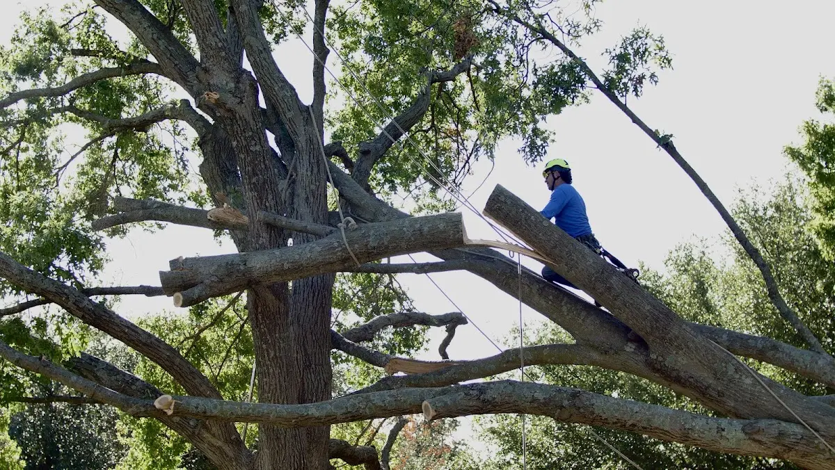 Professional Hazardous Tree Removal performed by certified arborists in Mc Coll
